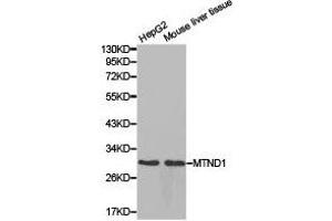 Western Blotting (WB) image for anti-Mitochondrially Encoded NADH Dehydrogenase 1 (MT-ND1) antibody (ABIN1873774) (MT-ND1 抗体)