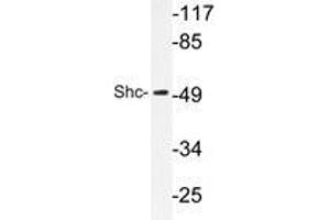 Western blot analysis of Shc antibody in extracts from HeLa cells. (SHC1 抗体)
