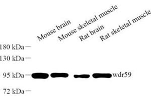 Western blot analysis of wdr59 (ABIN7076219) at dilution of 1: 500 (WDR59 抗体)