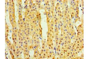 Immunohistochemistry of paraffin-embedded human adrenal gland tissue using ABIN7173221 at dilution of 1:100 (TMEM44 抗体  (AA 269-439))