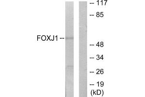 Western Blotting (WB) image for anti-Forkhead Box J1 (FOXJ1) (Internal Region) antibody (ABIN1849865) (FOXJ1 抗体  (Internal Region))