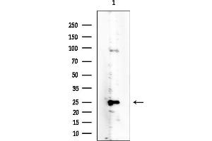 Western blot analysis of lysates from Rat testis, using BCL7C Mouse Monoclonal Antibody at 1/1000 dilution.