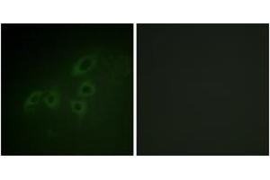 Immunofluorescence analysis of A549 cells, using JAK3 (Ab-785) Antibody. (JAK3 抗体  (AA 751-800))