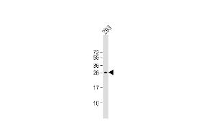 Anti-C19orf38 Antibody (Center) at 1:1000 dilution + 293 whole cell lysate Lysates/proteins at 20 μg per lane. (C19orf38 抗体  (AA 129-158))