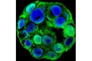Confocal immunofluorescent analysis with WiDr cells using SP1 / TSFP1  Antibody (C-term), followed by Alexa Fluor 488-conjugated goat anti-rabbit lgG (green). (SP1 抗体  (C-Term))