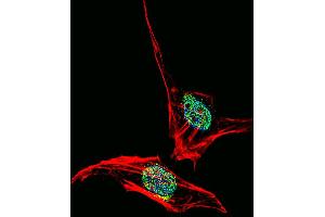 Fluorescent confocal image of Hela cell stained with EN2 Antibody .