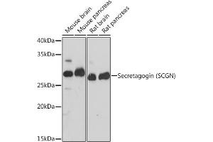 Western blot analysis of extracts of various cell lines, using Secretagogin (Secretagogin (SCGN)) Rabbit mAb (ABIN7270178) at 1:1000 dilution. (SCGN 抗体)