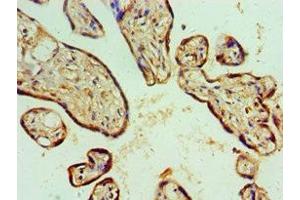 Immunohistochemistry of paraffin-embedded human placenta tissue using ABIN7143157 at dilution of 1:100