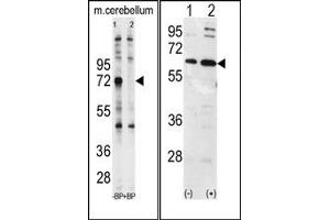 Image no. 1 for anti-Ubiquilin 1 (UBQLN1) (N-Term) antibody (ABIN357611) (Ubiquilin 1 抗体  (N-Term))