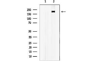 anti-alpha-Kinase 2 (ALPK2) (Internal Region) antibody