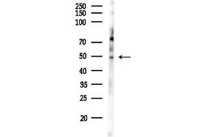 anti-Hyaluronan and Proteoglycan Link Protein 1 (HAPLN1) (N-Term) antibody