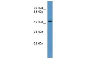 WB Suggested Anti-B4galt6 Antibody Titration:  0. (B4GALT6 抗体  (C-Term))