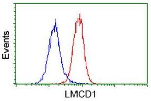 Image no. 2 for anti-LIM and Cysteine-Rich Domains 1 (LMCD1) antibody (ABIN1499184) (LMCD1 抗体)