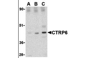 Western Blotting (WB) image for anti-Complement C1q Tumor Necrosis Factor-Related Protein 6 (C1QTNF6) (Middle Region) antibody (ABIN1030915) (CTRP6 抗体  (Middle Region))