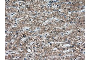Immunohistochemical staining of paraffin-embedded Human pancreas tissue using anti-C9orf41 mouse monoclonal antibody. (C9orf41 抗体)