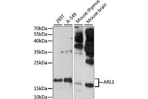 Western blot analysis of extracts of various cell lines, using  antibody (ABIN7265476) at 1:1000 dilution. (ARL1 抗体  (AA 62-181))