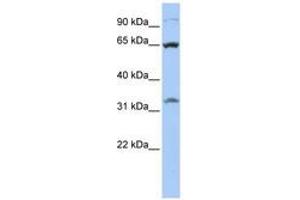 Image no. 1 for anti-Solute Carrier Family 24 (Sodium/potassium/calcium Exchanger), Member 6 (SLC24A6) (AA 468-517) antibody (ABIN6740855) (SLC24A6 抗体  (AA 468-517))