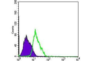 Flow cytometric analysis of PC-2 cells using MSI1 mouse mAb (green) and negative control (purple). (MSI1 抗体)
