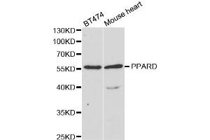 Western Blotting (WB) image for anti-Peroxisome Proliferator-Activated Receptor delta (PPARD) antibody (ABIN1876857) (PPARD 抗体)