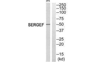 Western Blotting (WB) image for anti-Secretion Regulating Guanine Nucleotide Exchange Factor (SERGEF) (Internal Region) antibody (ABIN1852074) (SERGEF 抗体  (Internal Region))