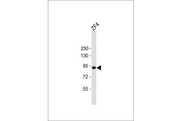 HSP90AA1 antibody  (AA 229-263)