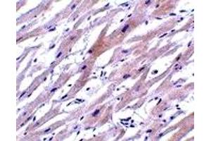 Immunohistochemistry (IHC) image for anti-Uracil-DNA Glycosylase (UNG) (N-Term) antibody (ABIN1031654) (UNG 抗体  (N-Term))