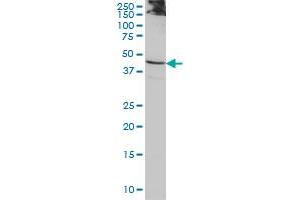 ACTL7B monoclonal antibody (M01), clone 6A4 Western Blot analysis of ACTL7B expression in HeLa . (Actl7b 抗体  (AA 286-377))