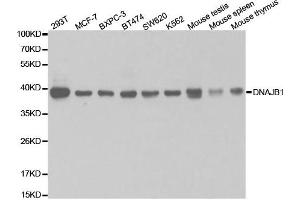 Western Blotting (WB) image for anti-DnaJ (Hsp40) Homolog, Subfamily B, Member 1 (DNAJB1) antibody (ABIN1876690) (DNAJB1 抗体)