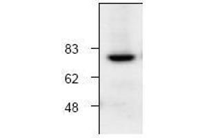 Image no. 1 for anti-Calpain 1 (CAPN1) antibody (ABIN127044) (CAPN1 抗体)