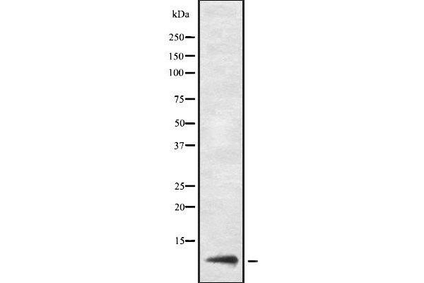 Urm1 抗体  (Internal Region)