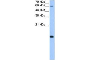 POLR2H antibody used at 5 ug/ml to detect target protein. (POLR2H 抗体  (N-Term))
