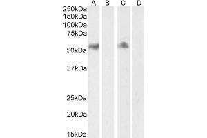 (ABIN185563) (2 μg/mL) staining of Human Lymph node (A) + peptide (B) and Tonsil (C) + peptide (D) lysate (35 μg protein in RIPA buffer) Detected by chemiluminescence. (CD14 抗体  (Internal Region))