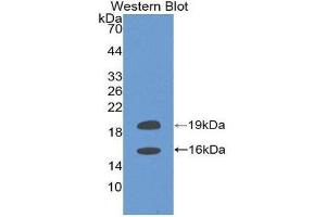 Western Blotting (WB) image for anti-Fibroblast Growth Factor 2 (Basic) (FGF2) (AA 159-288) antibody (ABIN1078034) (FGF2 抗体  (AA 159-288))