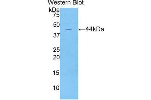 Western Blotting (WB) image for anti-Lipocalin 15 (LCN15) (AA 26-170) antibody (ABIN1859629) (LCN15 抗体  (AA 26-170))