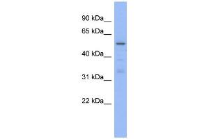 WB Suggested Anti-TRIM5 Antibody Titration:  0. (TRIM5 抗体  (N-Term))