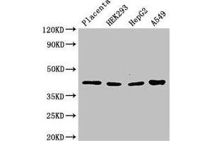 Western Blot Positive WB detected in: Human placenta tissue, HEK293 whole cell lysate, HepG2 whole cell lysate, A549 whole cell lysate All lanes: HSD3B1 antibody at 3 μg/mL Secondary Goat polyclonal to rabbit IgG at 1/50000 dilution Predicted band size: 43 kDa Observed band size: 43 kDa (HSD3B1 抗体  (AA 127-267))
