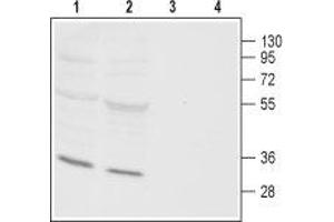 Western Blotting (WB) image for anti-ORAI Calcium Release-Activated Calcium Modulator 3 (ORAI3) (AA 28-42), (Intracellular) antibody (ABIN7043415)