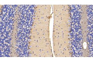 Detection of DBI in Mouse Cerebellum Tissue using Polyclonal Antibody to Diazepam Binding Inhibitor (DBI)