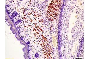 Immunohistochemistry (IHC) image for anti-Myosin, Light Chain 1, Alkali, Skeletal, Fast (MYL1) (AA 101-170) antibody (ABIN755707)