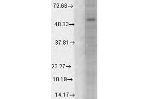 GABA (A)Ralpha1 h cell line mix. (GABRA1 抗体  (AA 355-394))