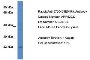 Western Blotting (WB) image for anti-Chromosome 1 Open Reading Frame 216 (C1ORF216) (C-Term) antibody (ABIN2785156) (C1ORF216 抗体  (C-Term))