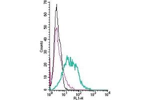anti-Prostacyclin Receptor (PTGIR) (AA 290-302), (Extracellular) antibody