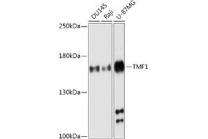 Western blot analysis of extracts of various cell lines, using TMF1 antibody (ABIN7270738) at 1:1000 dilution. (TMF1 抗体  (AA 900-1000))