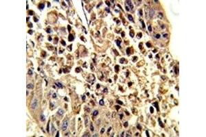 Immunohistochemistry (IHC) image for anti-Voltage-Dependent Anion Channel 1 (VDAC1) (AA 95-124) antibody (ABIN3029603)