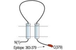 Representative domain view of the target of ABIN7236664. (Purinergic Receptor P2X, Ligand-Gated Ion Channel, 6 (P2RX6) Peptide)