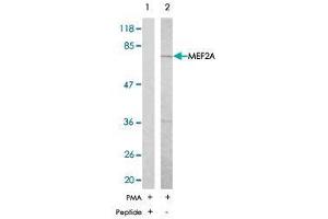 Western blot analysis of extract from NIH/3T3 , using MEF2A polyclonal antibody  . (MEF2A 抗体)