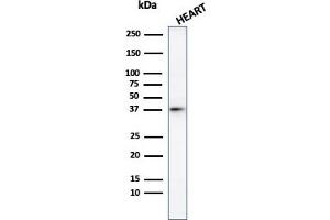 Western Blot Analysis of human heart tissue lysate using Histone H1 Rabbit Polyclonal Antibody. (Histone H1 抗体)