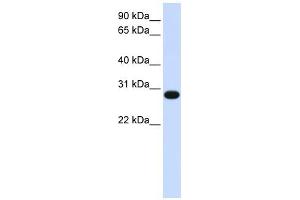 GINS2 antibody used at 1 ug/ml to detect target protein. (GINS2 抗体)