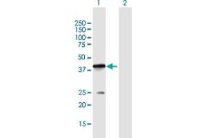 Western Blot analysis of POLB expression in transfected 293T cell line by POLB MaxPab polyclonal antibody. (POLB 抗体  (AA 1-335))
