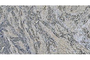 IHC analysis of DNAJC10 using anti-DNAJC10 antibody (ABIN7601358).